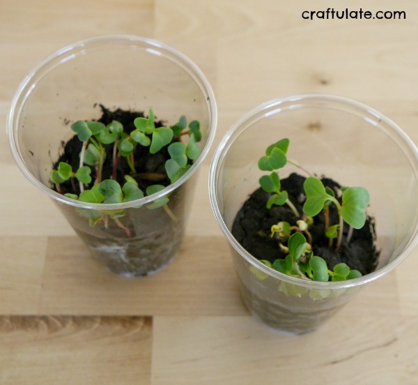 Fast Growing Seeds For Kids Craftulate