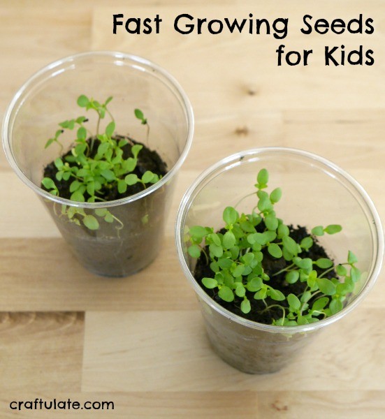 Fast Growing Seeds for Kids - Craftulate